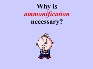 Why is  ammonification  necessary? 