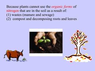 Because plants cannot use the  organic forms  of  nitrogen  that are in the soil as a result of: (1) wastes (manure and sewage) (2)  compost and decomposing roots and leaves 