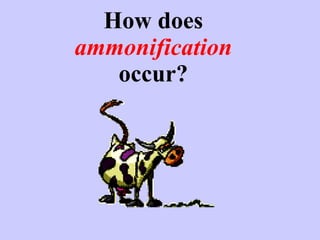 How does  ammonification  occur? 