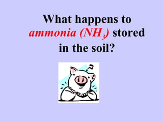 What happens to  ammonia (NH 3 )  stored in the soil? 