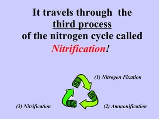 It travels through  the third process of the nitrogen cycle called   Nitrification !   (1) Nitrogen Fixation (2) Ammonification (3) Nitrification 