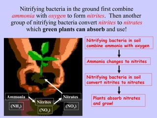 Nitrifying bacteria in the ground first combine  ammonia  with  oxygen  to form  nitrites .  Then another group of nitrifying bacteria convert  nitrites  to  nitrates  which  green plants can absorb  and use! Nitrifying bacteria in soil combine ammonia with oxygen Ammonia changes to nitrites Nitrifying bacteria in soil convert nitrites to nitrates Plants absorb nitrates and grow! Ammonia Nitrites Nitrates (NH 3 ) (NO 3 ) (NO 2 ) 