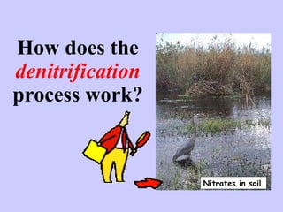How does the  denitrification  process work? Nitrates in soil 