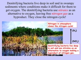 Denitrifying bacteria live deep in soil and in swampy sediments where conditions make it difficult for them to get oxygen. The denitrifying bacteria use  nitrates  as an alternative to oxygen, leaving free  nitrogen gas  as a byproduct. They close the nitrogen cycle!   Denitrifying bacteria live deep in soil and use nitrates as an alternative to oxygen making a byproduct of nitrogen gas. Nitrogen in atmosphere closes the nitrogen cycle! (NO 3 ) (N 2 ) 