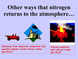 Other ways that nitrogen returns to the atmosphere… Emissions from industrial combustion and gasoline engines create nitrous oxides gas (N 2 O). Volcano eruptions emit nitrous oxides gas (N 2 O). 