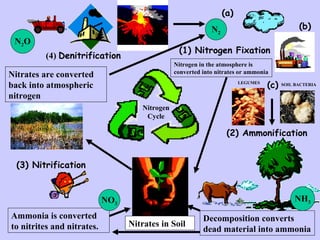 (1) Nitrogen Fixation (3) Nitrification (2) Ammonification (4)  Denitrification Nitrogen Cycle Nitrates in Soil Ammonia is converted to nitrites and nitrates. Decomposition converts dead material into ammonia (a) (b) (c) N 2 NH 3 NO 3 N 2 O Nitrates are converted back into atmospheric nitrogen Nitrogen in the atmosphere is converted into nitrates or ammonia LEGUMES SOIL BACTERIA 