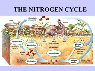 THE NITROGEN CYCLE 