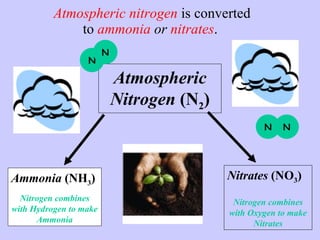 Atmospheric nitrogen  is converted to  ammonia  or  nitrates .  Ammonia  (NH 3 ) Nitrogen combines with Hydrogen to make Ammonia Nitrates  (NO 3 ) Nitrogen combines with Oxygen to make Nitrates Atmospheric Nitrogen  (N 2 ) N N N N 