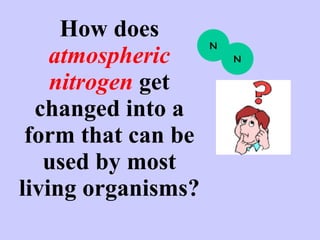 How does  atmospheric   nitrogen  get changed into a form that can be used by most living organisms? N N 