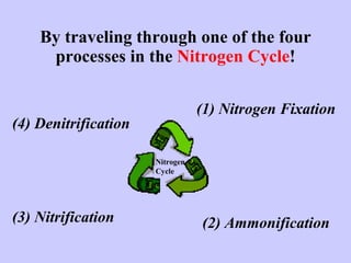 By traveling through one of the four processes in the  Nitrogen Cycle ! (1) Nitrogen Fixation (3) Nitrification (2) Ammonification (4) Denitrification Nitrogen Cycle 