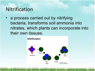 Nitrogen cycle | POT