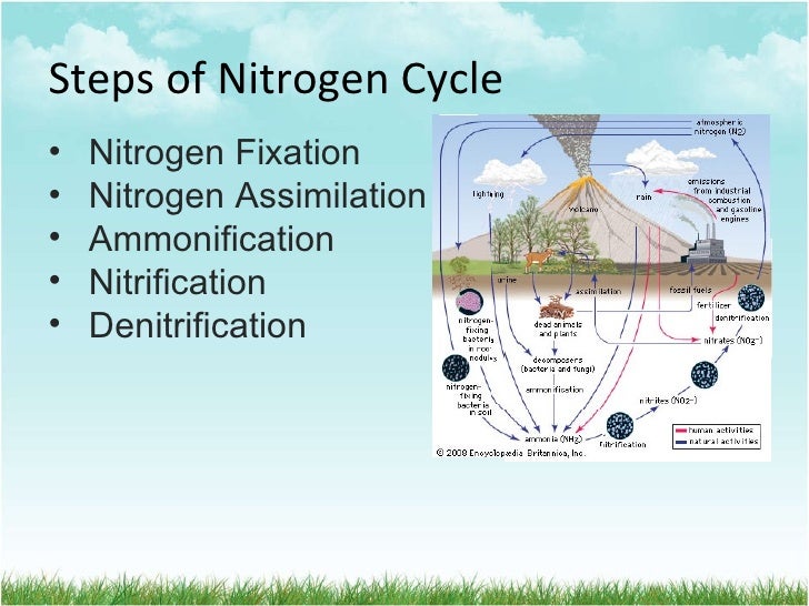 Nitrogen cycle simlified the cycle nitrogen cycle diagram 