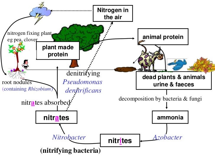 Nitrogen cycle