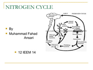 Nitrogen cycle By MUHAMMAD FAHAD ANSARI 12 IEEM 14