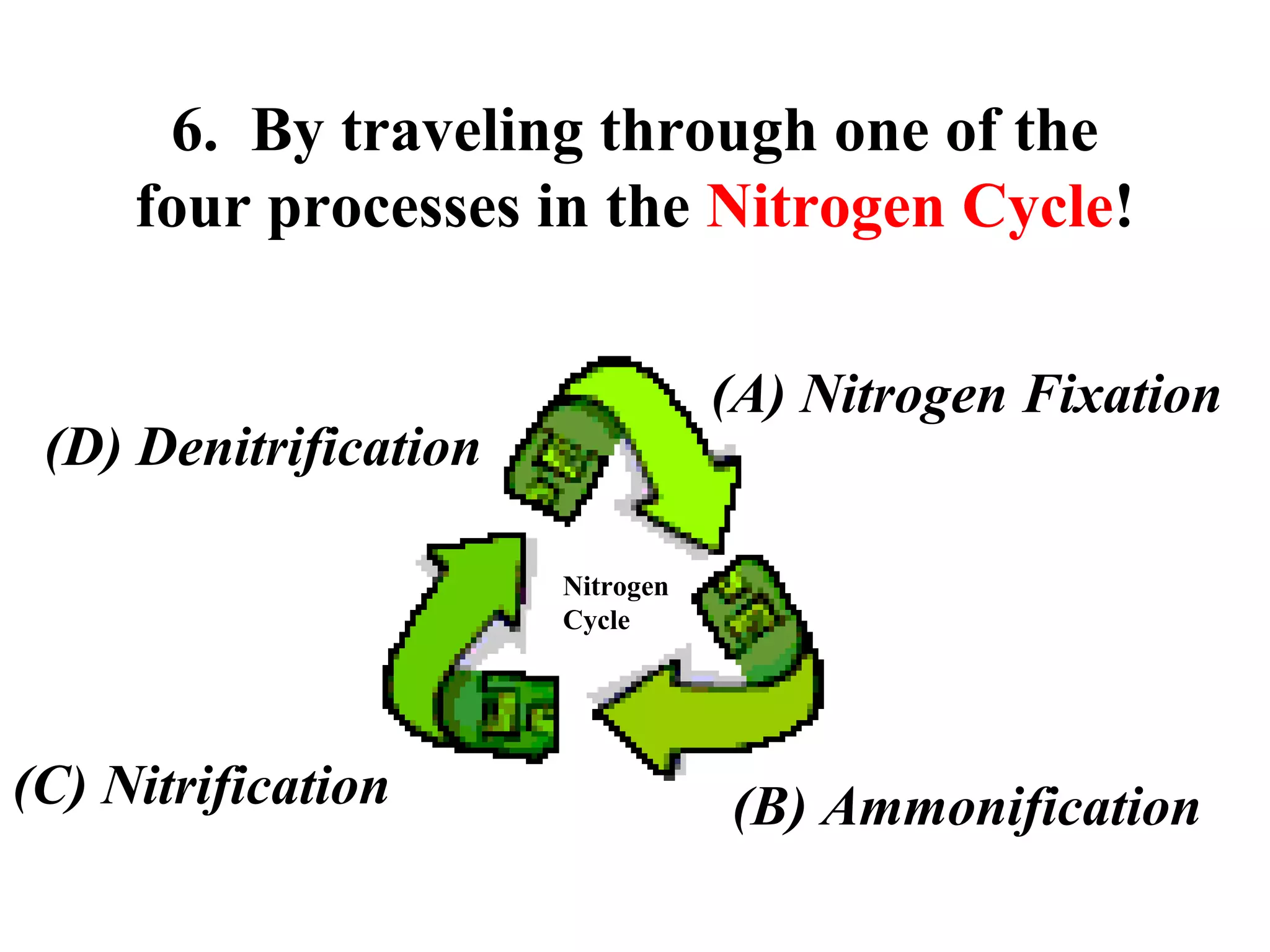6. By traveling through one of the
four processes in the Nitrogen Cycle!
(A) Nitrogen Fixation

(D) Denitrification
Nitrogen
Cycle

(C) Nitrification

(B) Ammonification

 
