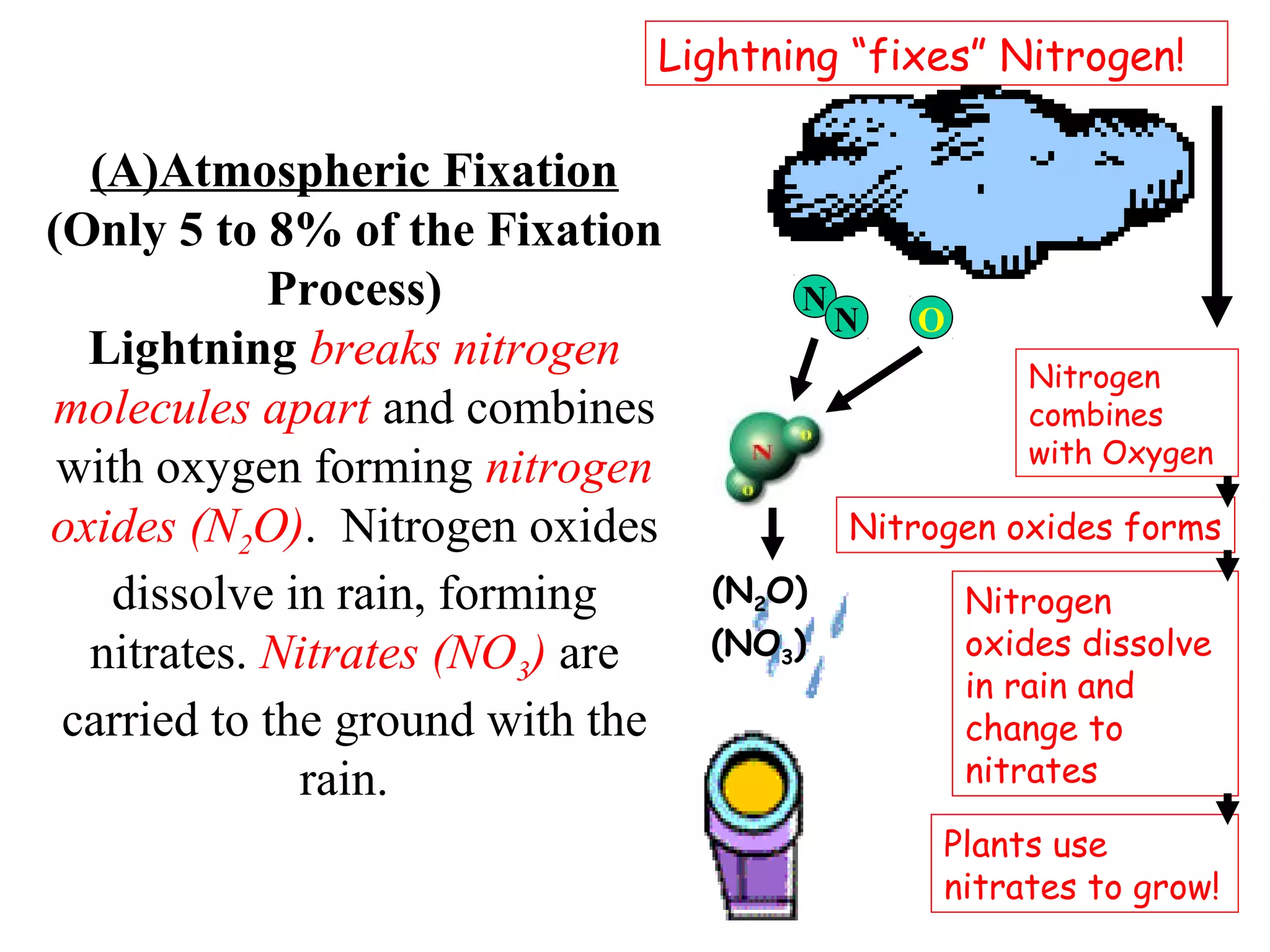 Lightning “fixes” Nitrogen!

(A)Atmospheric Fixation
(Only 5 to 8% of the Fixation
Process)
Lightning breaks nitrogen
molecules apart and combines
with oxygen forming nitrogen
oxides (N2O). Nitrogen oxides
dissolve in rain, forming
nitrates. Nitrates (NO3) are
carried to the ground with the
rain.

N

N

O
Nitrogen
combines
with Oxygen

Nitrogen oxides forms
(N2O)
(NO3)

Nitrogen
oxides dissolve
in rain and
change to
nitrates
Plants use
nitrates to grow!

 