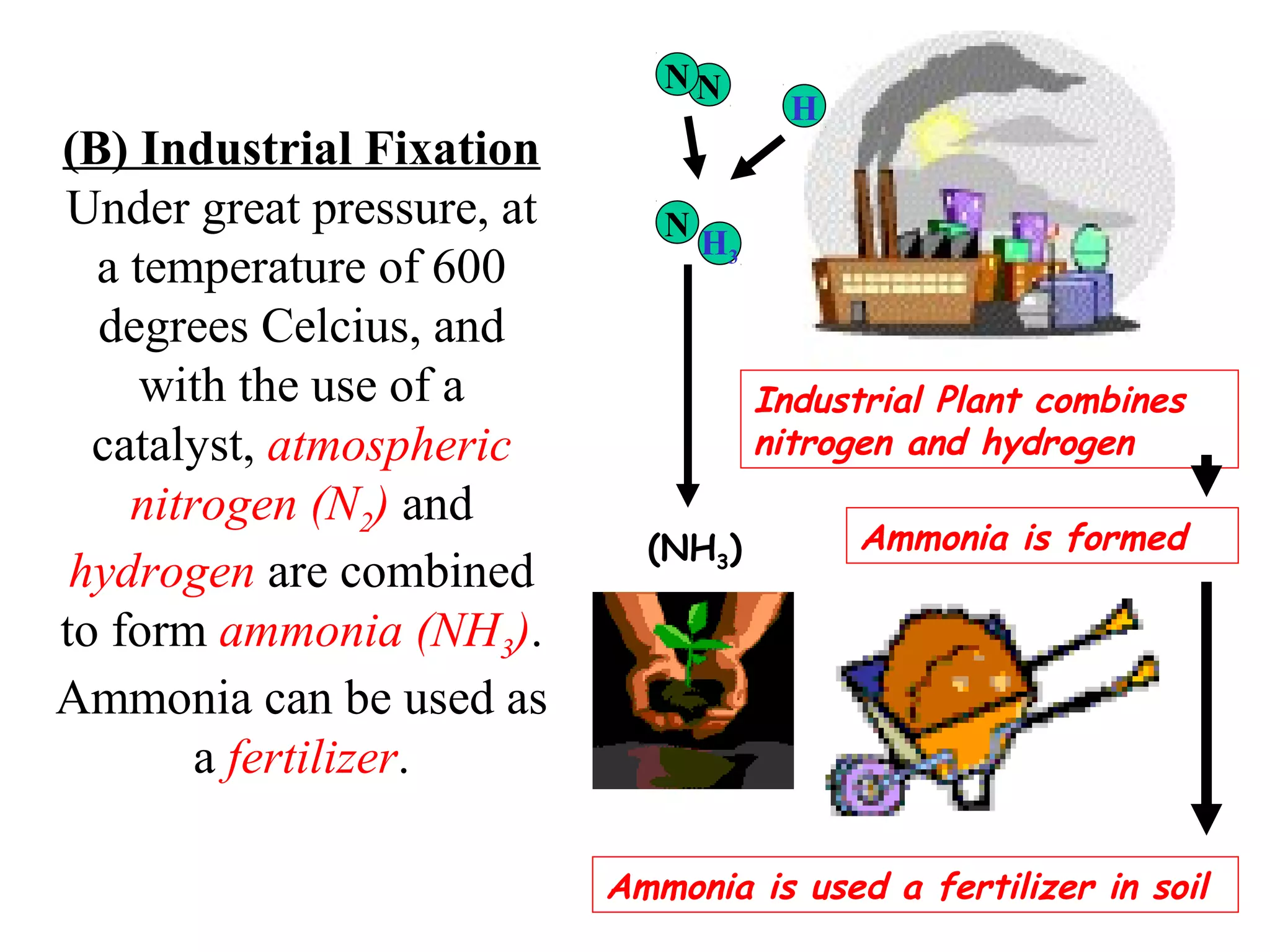 NN

(B) Industrial Fixation
Under great pressure, at
a temperature of 600
degrees Celcius, and
with the use of a
catalyst, atmospheric
nitrogen (N2) and
hydrogen are combined
to form ammonia (NH3).
Ammonia can be used as
a fertilizer.

N

H

H3

Industrial Plant combines
nitrogen and hydrogen
(NH3)

Ammonia is formed

Ammonia is used a fertilizer in soil

 