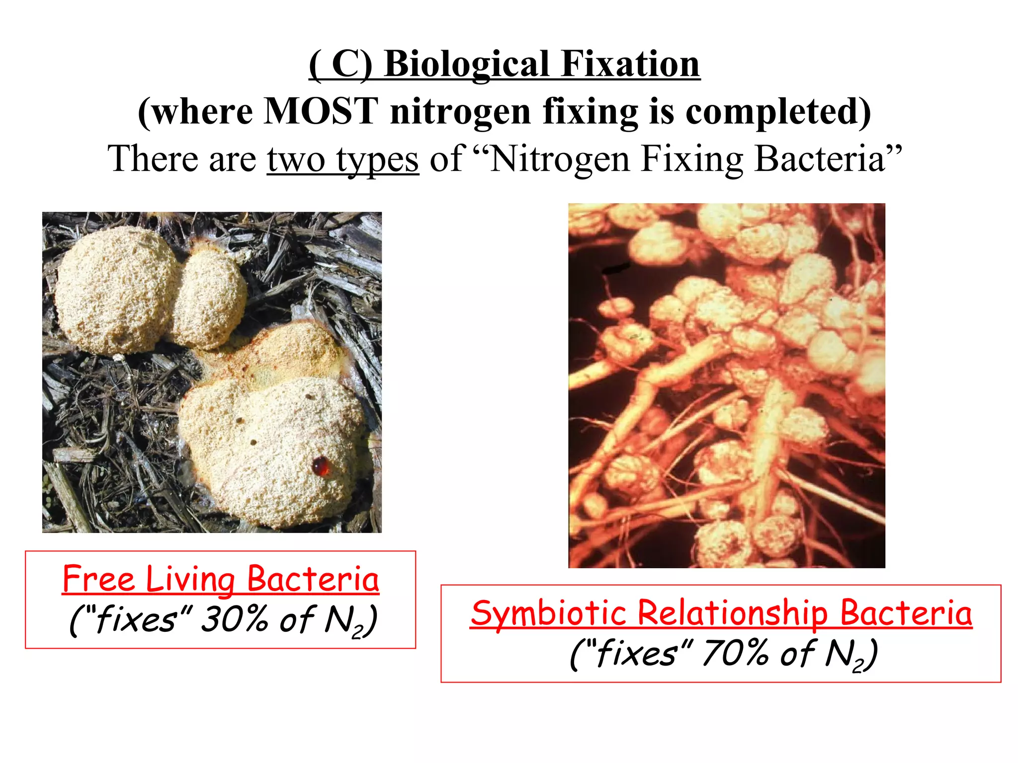 ( C) Biological Fixation
(where MOST nitrogen fixing is completed)
There are two types of “Nitrogen Fixing Bacteria”

Free Living Bacteria
(“fixes” 30% of N2)

Symbiotic Relationship Bacteria
(“fixes” 70% of N2)

 