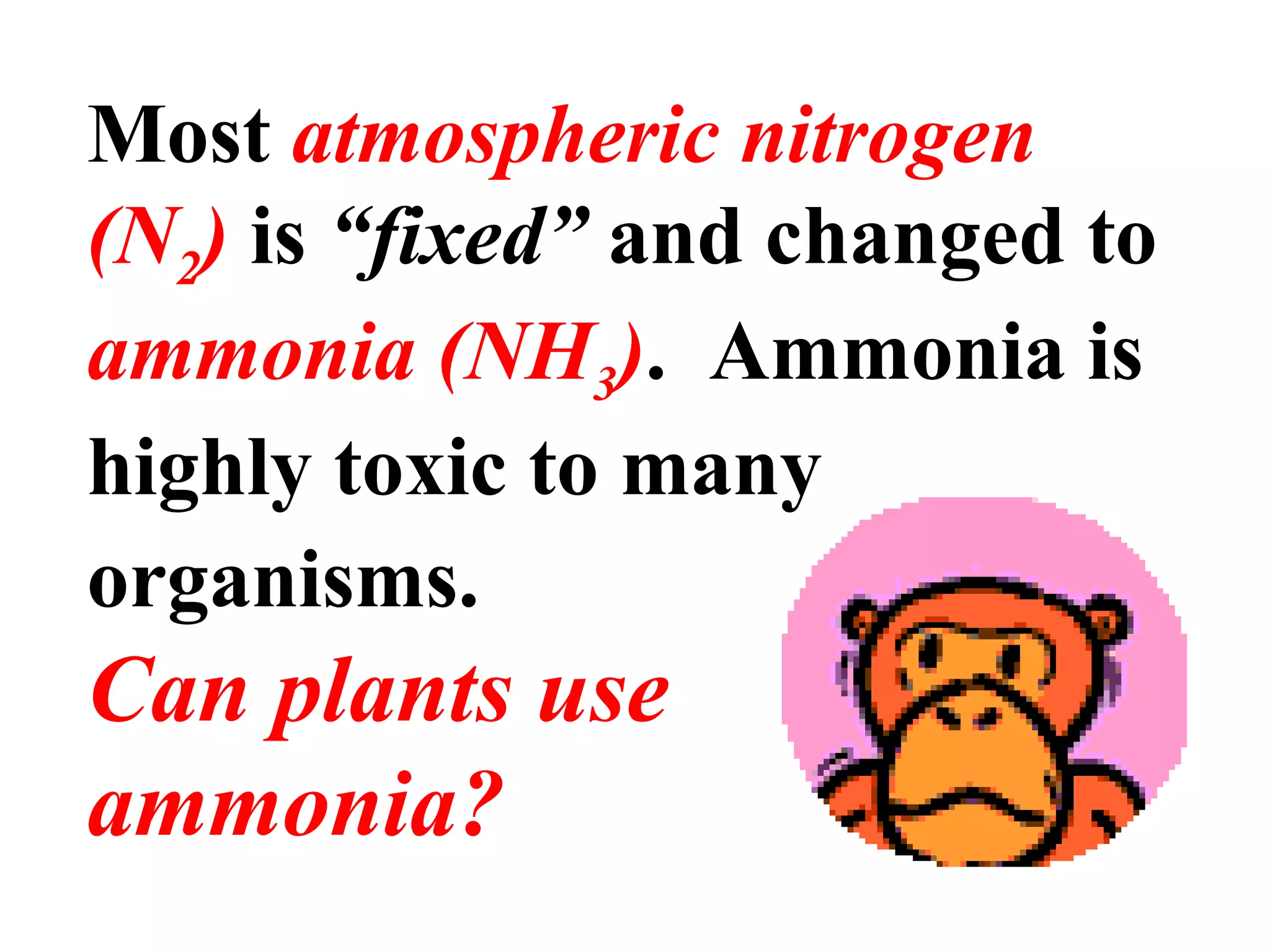 Most atmospheric nitrogen
(N2) is “fixed” and changed to
ammonia (NH3). Ammonia is
highly toxic to many
organisms.

Can plants use
ammonia?

 