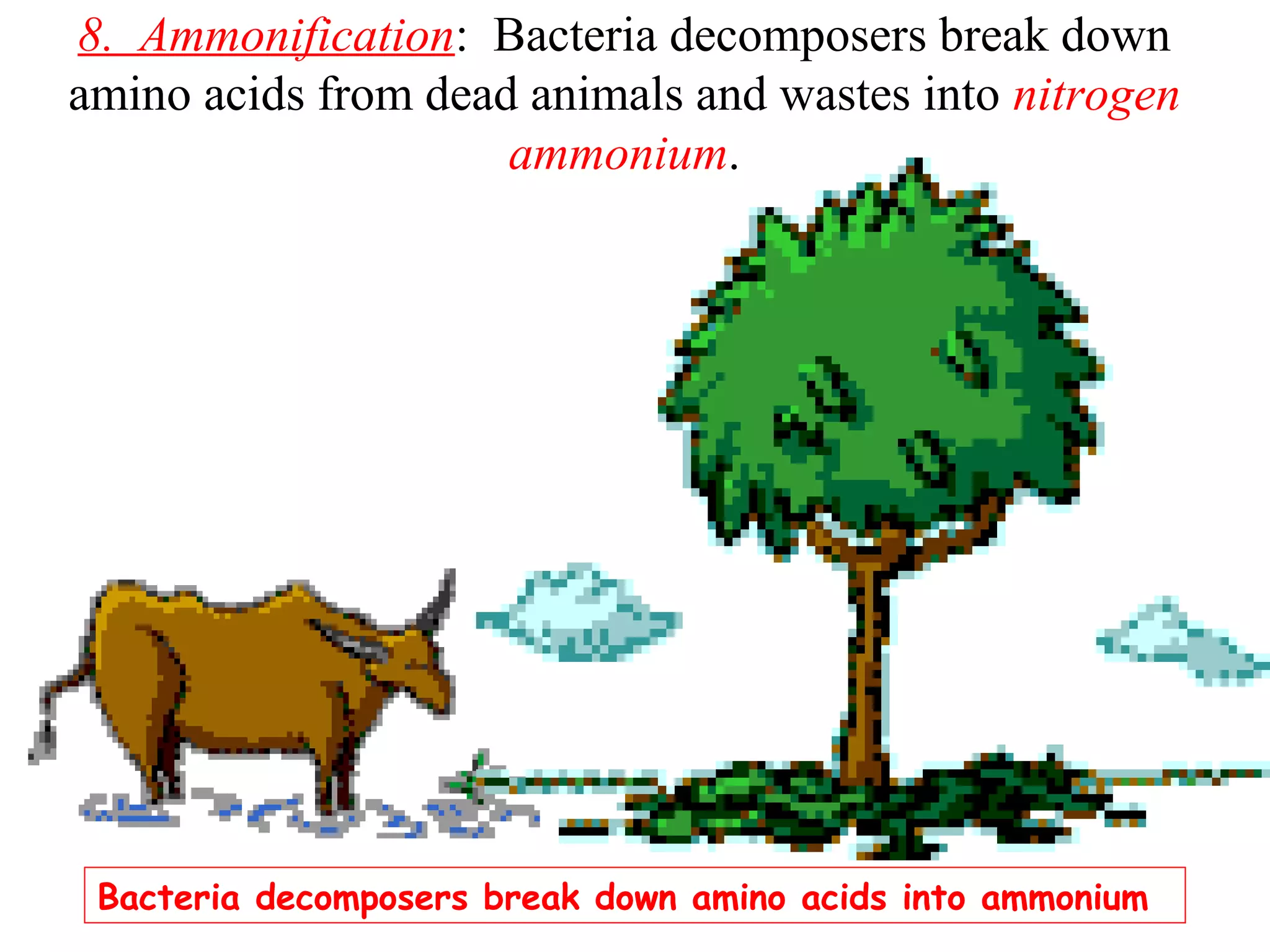 8. Ammonification: Bacteria decomposers break down
amino acids from dead animals and wastes into nitrogen
ammonium.

Bacteria decomposers break down amino acids into ammonium

 
