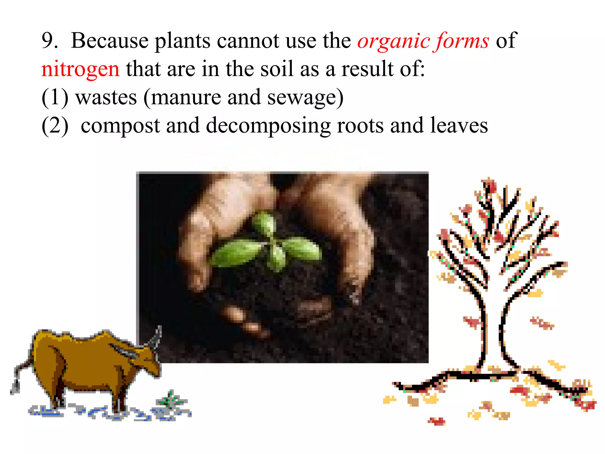 9. Because plants cannot use the organic forms of
nitrogen that are in the soil as a result of:
(1) wastes (manure and sewage)
(2) compost and decomposing roots and leaves

 
