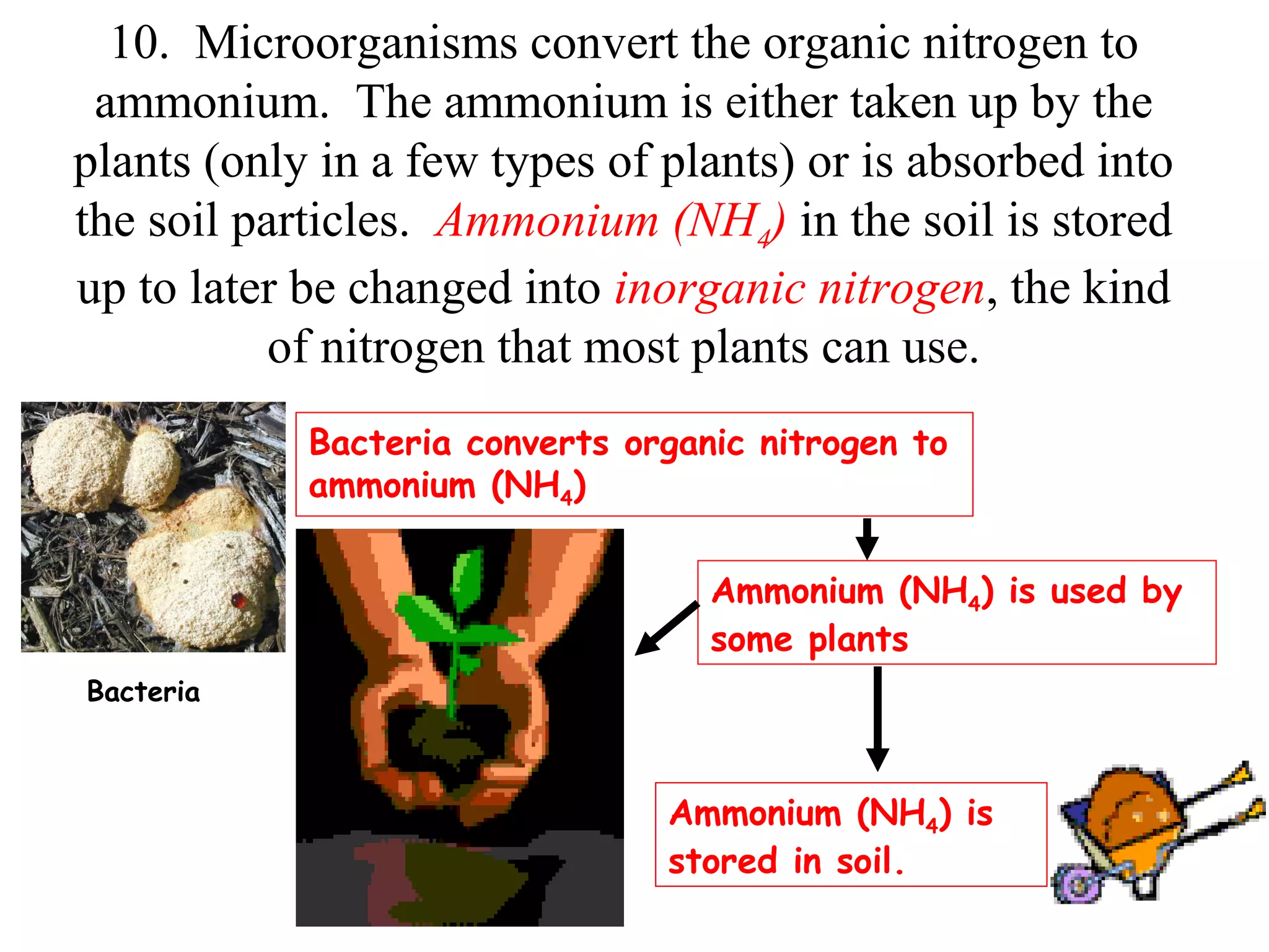 10. Microorganisms convert the organic nitrogen to
ammonium. The ammonium is either taken up by the
plants (only in a few types of plants) or is absorbed into
the soil particles. Ammonium (NH4) in the soil is stored
up to later be changed into inorganic nitrogen, the kind
of nitrogen that most plants can use.
Bacteria converts organic nitrogen to
ammonium (NH4)
Ammonium (NH4) is used by
some plants
Bacteria

Ammonium (NH4) is
stored in soil.

 