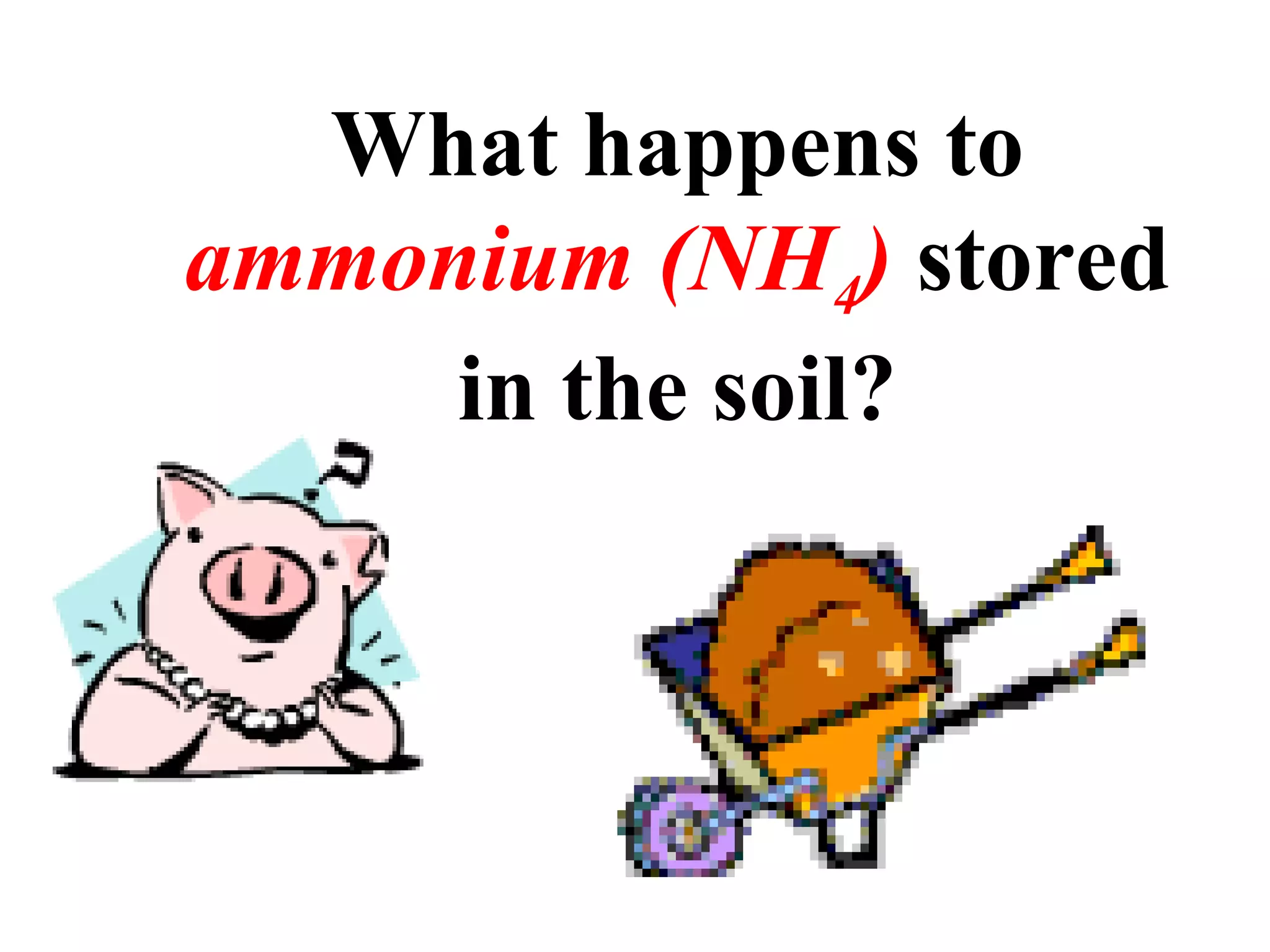 What happens to
ammonium (NH4) stored
in the soil?

 