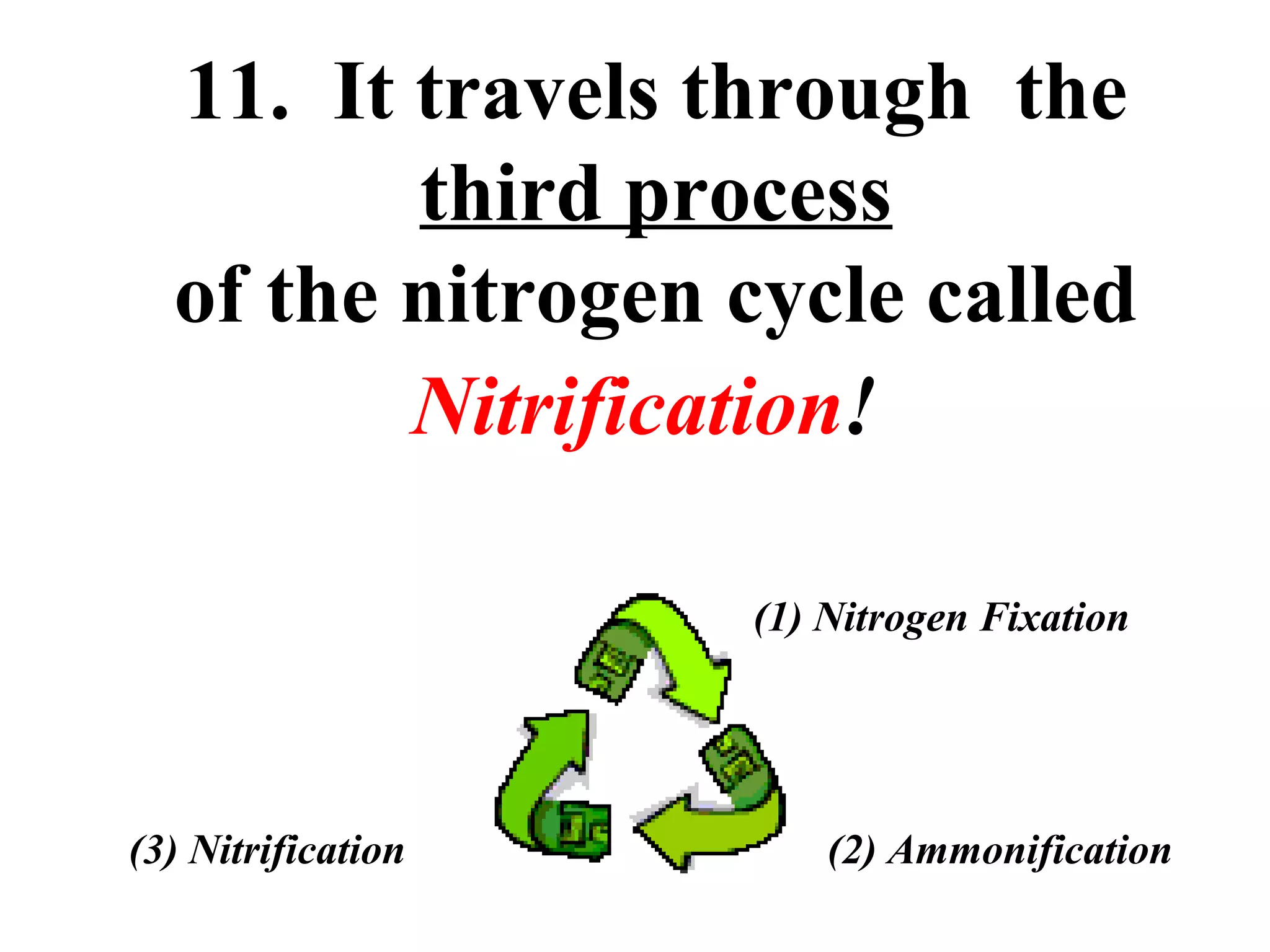 11. It travels through the
third process
of the nitrogen cycle called
Nitrification!
(1) Nitrogen Fixation

(3) Nitrification

(2) Ammonification

 