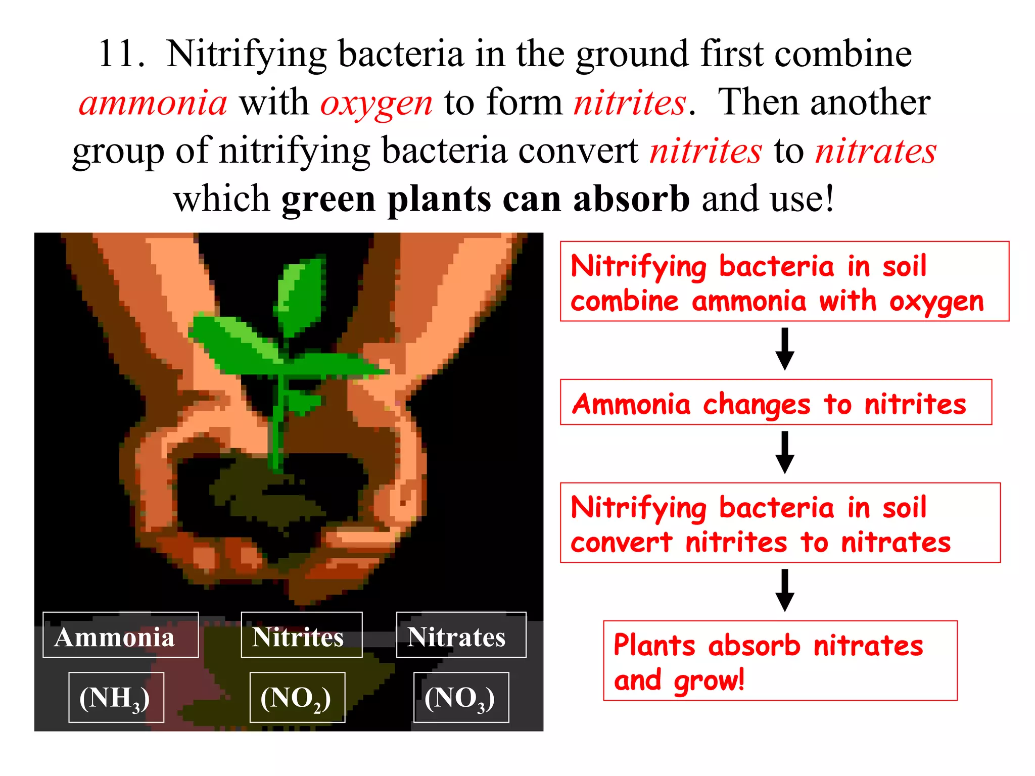 11. Nitrifying bacteria in the ground first combine
ammonia with oxygen to form nitrites. Then another
group of nitrifying bacteria convert nitrites to nitrates
which green plants can absorb and use!
Nitrifying bacteria in soil
combine ammonia with oxygen
Ammonia changes to nitrites
Nitrifying bacteria in soil
convert nitrites to nitrates
Ammonia

Nitrites

Nitrates

(NH3)

(NO2)

(NO3)

Plants absorb nitrates
and grow!

 