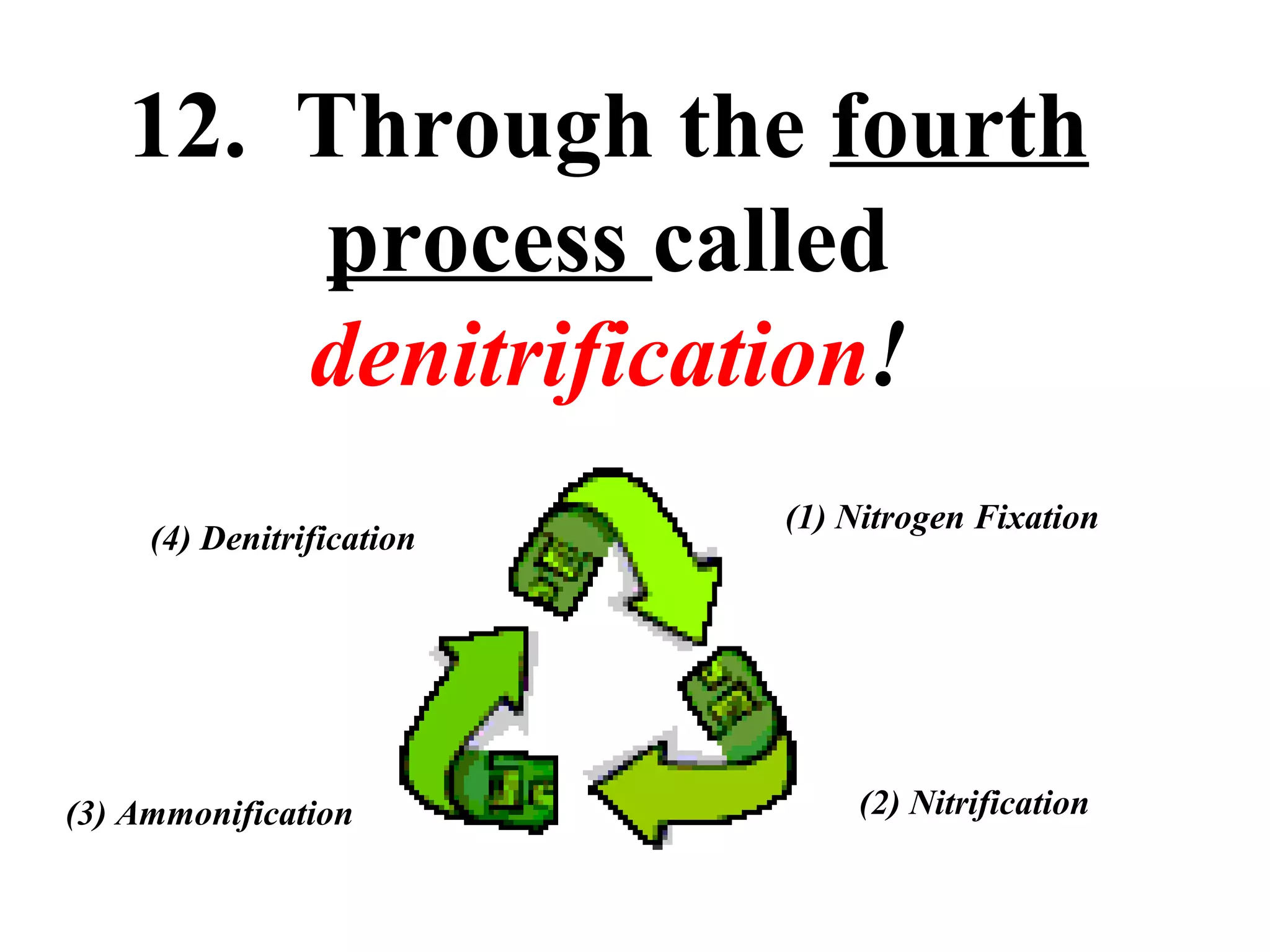 12. Through the fourth
process called
denitrification!
(4) Denitrification

(3) Ammonification

(1) Nitrogen Fixation

(2) Nitrification

 