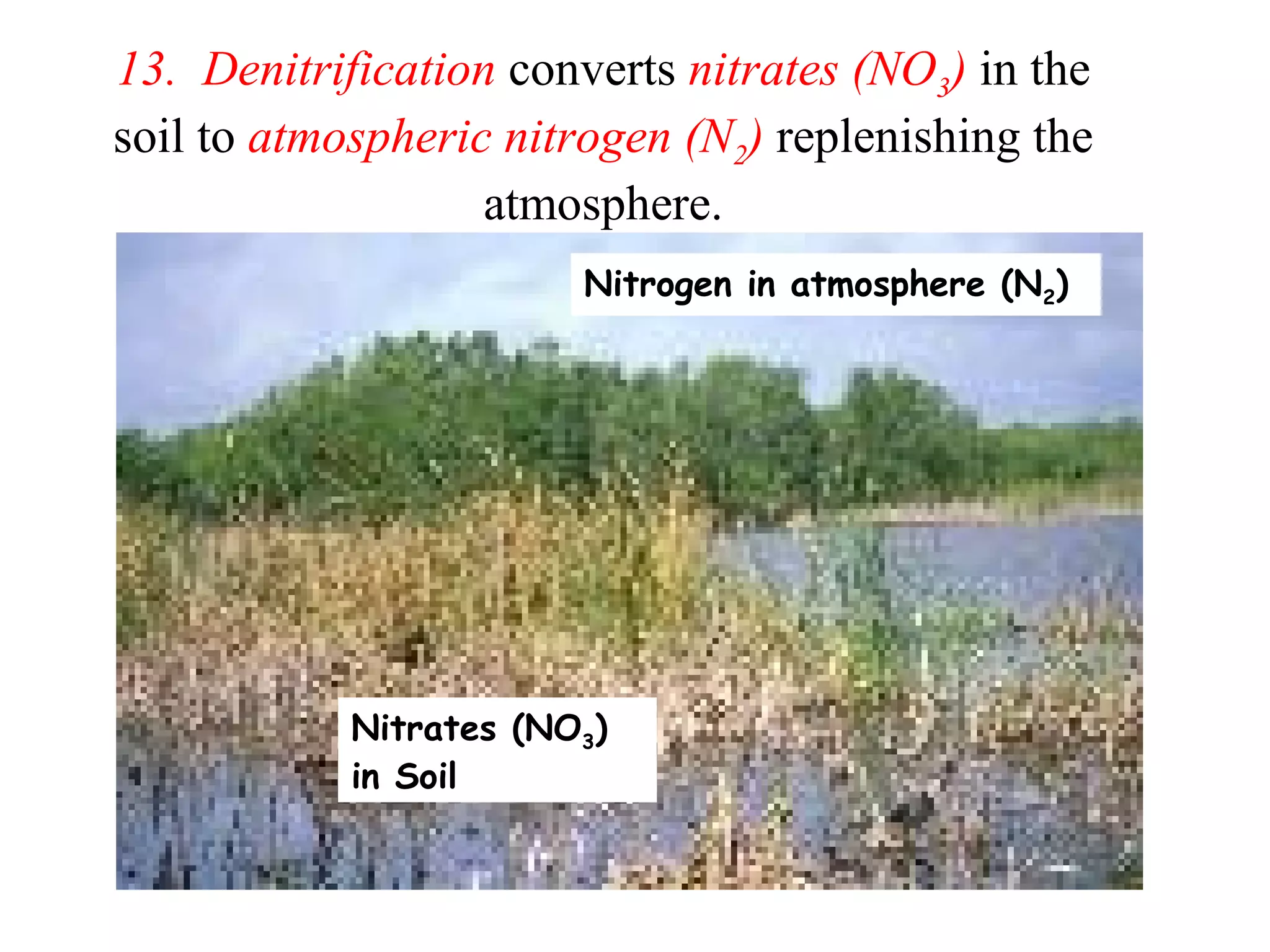 13. Denitrification converts nitrates (NO3) in the
soil to atmospheric nitrogen (N2) replenishing the
atmosphere.
Nitrogen in atmosphere (N2)

Nitrates (NO3)
in Soil

 