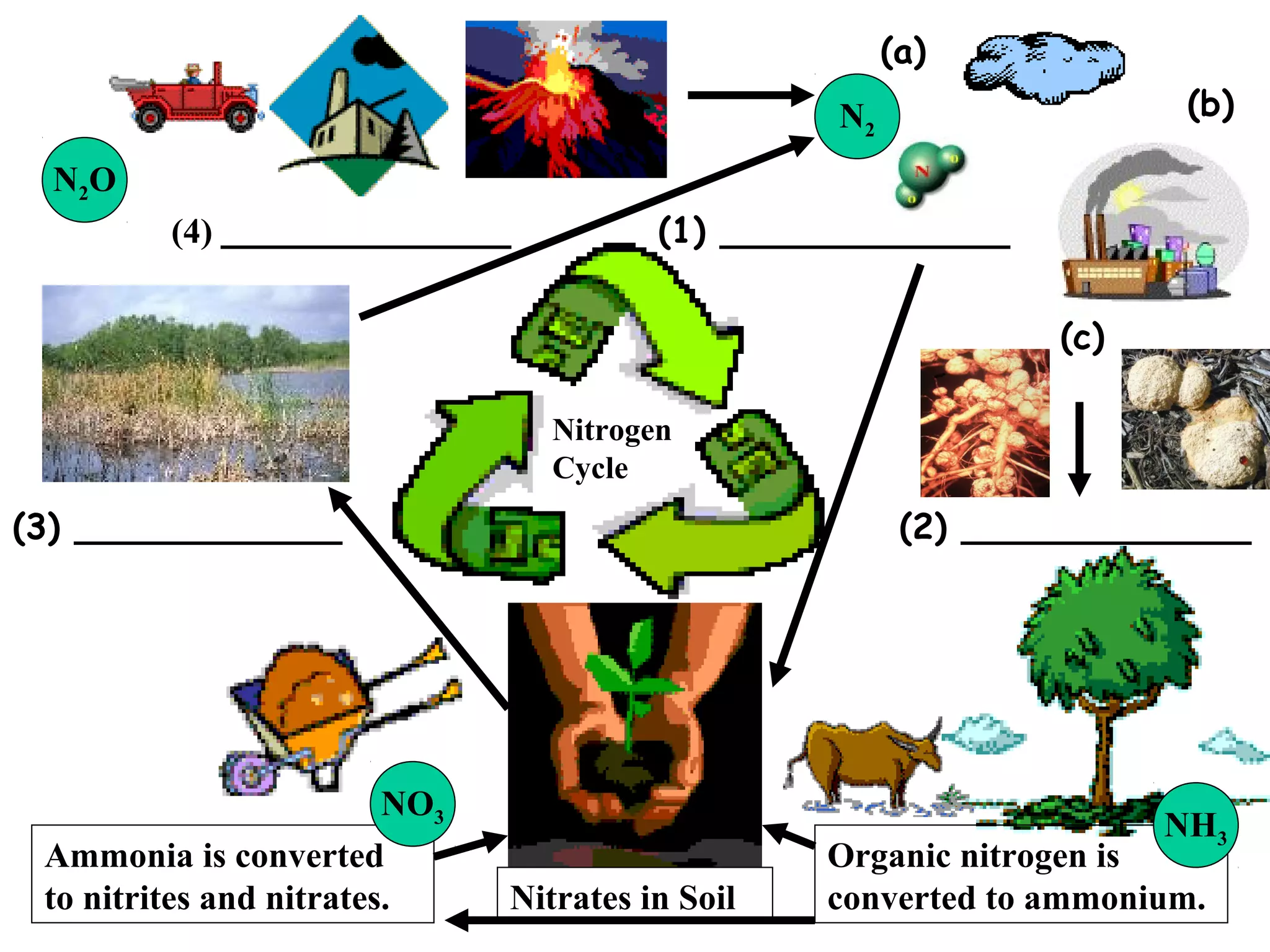 (a)
(b)

N2
N2 O

(4) _____________

(1) _____________
(c)
Nitrogen
Cycle

(3) ____________

NO3
Ammonia is converted
to nitrites and nitrates.

(2) _____________

NH3

Nitrates in Soil

Organic nitrogen is
converted to ammonium.

 