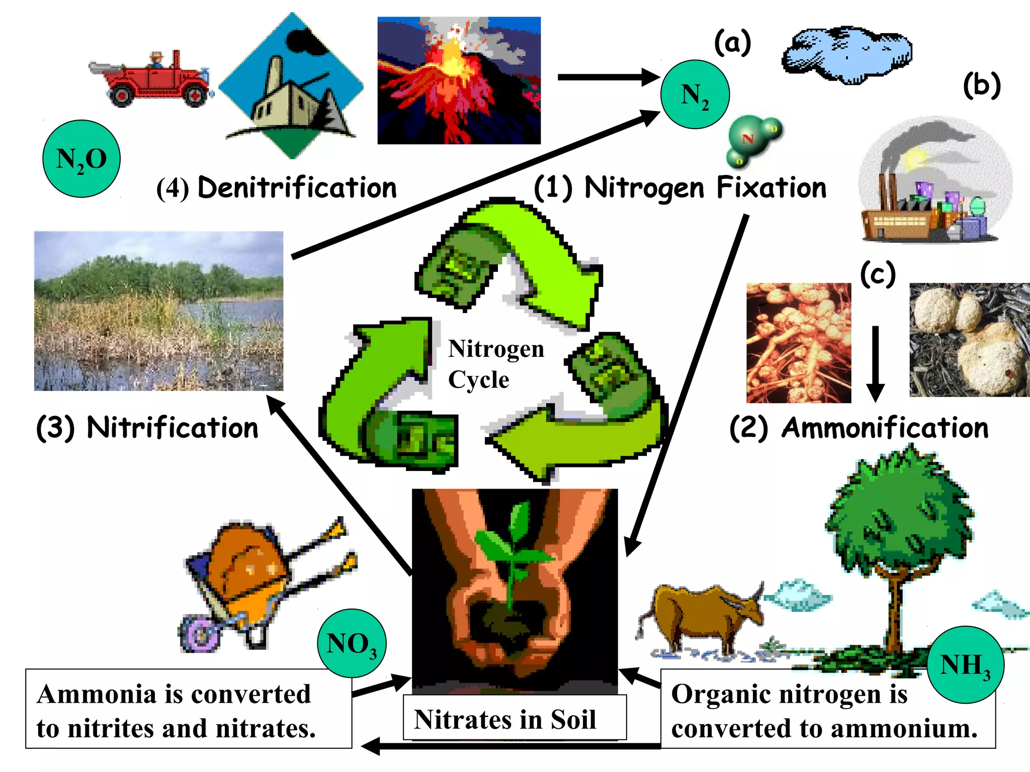 (a)
(b)

N2
N2 O

(4) Denitrification

(1) Nitrogen Fixation
(c)
Nitrogen
Cycle

(3) Nitrification

(2) Ammonification

NO3
Ammonia is converted
to nitrites and nitrates.

NH3

Nitrates in Soil

Organic nitrogen is
converted to ammonium.

 