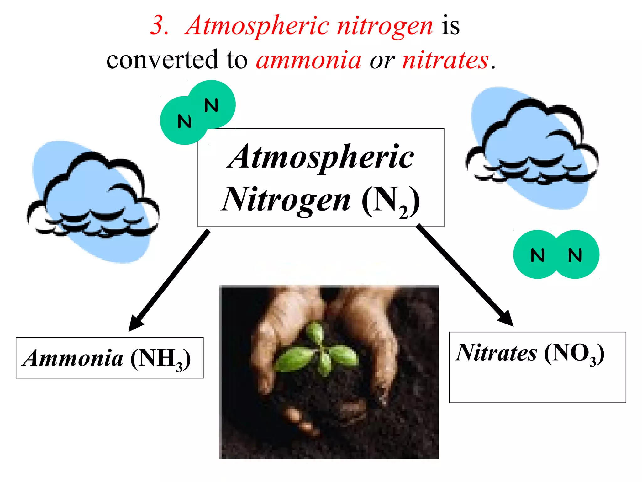 3. Atmospheric nitrogen is
converted to ammonia or nitrates.
N

N

Atmospheric
Nitrogen (N2)
N

Ammonia (NH3)

N

Nitrates (NO3)

 