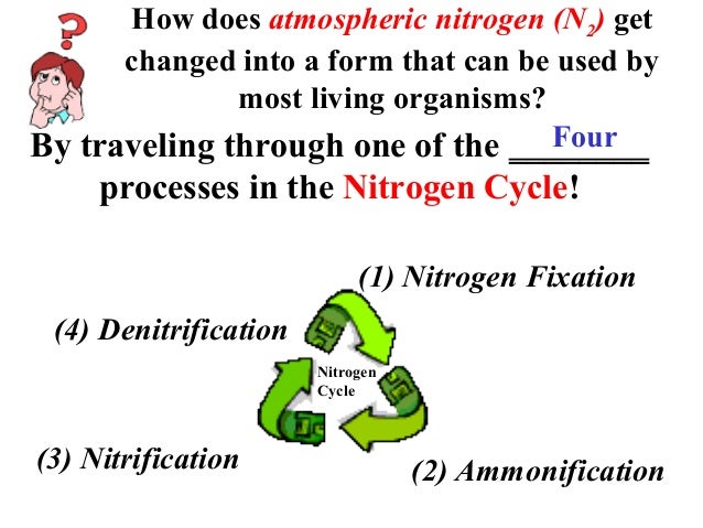 processes nitrogen 3 fix that atmospheric Nitrogen cycle