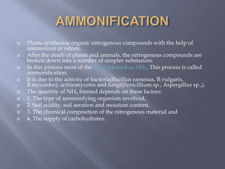  Plants synthesize organic nitrogenous compounds with the help of
ammonium or nitrate.
 After the death of plants and animals, the nitrogenous compounds are
broken down into a number of simpler substances.
 In this process most of the N2 is released as NH3. This process is called
ammonification.
 It is due to the activity of bacteria(Bacillus ramosus, B.vulgaris,
B.mycoides), actinomycetes and fungi(Penicillium.sp., Aspergillus sp.,).
 The quantity of NH3 formed depends on these factors:
 1. The type of ammonifying organism involved,
 2. Soil acidity, soil aeration and moisture content,
 3. The chemical composition of the nitrogenous material and
 4. The supply of carbohydrates.
 