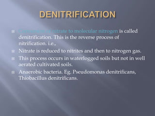  Conversion of nitrate to molecular nitrogen is called
denitrification. This is the reverse process of
nitrification. i.e.,
 Nitrate is reduced to nitrites and then to nitrogen gas.
 This process occurs in waterlogged soils but not in well
aerated cultivated soils.
 Anaerobic bacteria. Eg. Pseudomonas denitrificans,
Thiobacillus denitrificans.
 