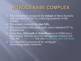  The researchers prepared the extract of these bacteria
and searched for the N2 reducing property of the
extract.
 The extract converts N2 into NH3.
 The researchers also used radio active labelled N15 in
its molecule.
 Since then, Dilworth & Schollhorn et al (1966) have
discovered that the enzyme nitrogenase reduces not
only the N2 into NH3 but also acetylene into ethylene.
 The ethylene is measured by using gas
chromatographic methods.
 