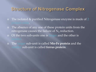  The isolated & purified Nitrogenase enzyme is made of 2
protein units.
 The absence of any one of these protein units from the
nitrogenase causes the failure of N2 reduction.
 Of the two sub-units one is larger and the other is
smaller.
 The larger sub-unit is called Mo-Fe protein and the
smaller sub-unit is called ferrus protein.
 