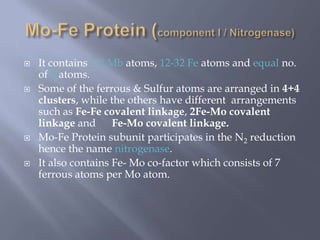  It contains 1-2 Mb atoms, 12-32 Fe atoms and equal no.
of S atoms.
 Some of the ferrous & Sulfur atoms are arranged in 4+4
clusters, while the others have different arrangements
such as Fe-Fe covalent linkage, 2Fe-Mo covalent
linkage and Fe-Mo covalent linkage.
 Mo-Fe Protein subunit participates in the N2 reduction
hence the name nitrogenase.
 It also contains Fe- Mo co-factor which consists of 7
ferrous atoms per Mo atom.
 