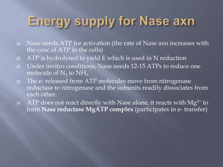  Nase needs ATP for activation (the rate of Nase axn increases with
the conc of ATP in the cells)
 ATP is hydrolysed to yield E which is used in N reduction
 Under invitro conditions, Nase needs 12-15 ATPs to reduce one
molecule of N2 to NH3
 The e- released from ATP molecules move from nitrogenase
reductase to nitrogenase and the subunits readily dissociates from
each other.
 ATP does not react directly with Nase alone, it reacts with Mg2+ to
form Nase reductase MgATP complex (participates in e- transfer)
 