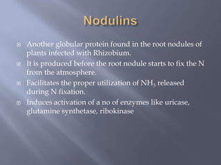  Another globular protein found in the root nodules of
plants infected with Rhizobium.
 It is produced before the root nodule starts to fix the N
from the atmosphere.
 Facilitates the proper utilization of NH3 released
during N fixation.
 Induces activation of a no of enzymes like uricase,
glutamine synthetase, ribokinase
 
