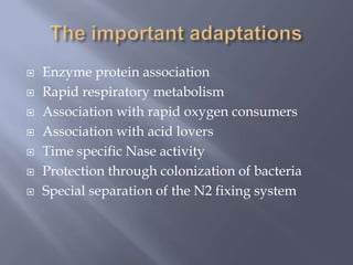  Enzyme protein association
 Rapid respiratory metabolism
 Association with rapid oxygen consumers
 Association with acid lovers
 Time specific Nase activity
 Protection through colonization of bacteria
 Special separation of the N2 fixing system
 
