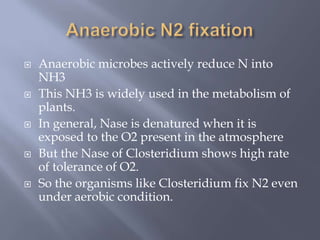  Anaerobic microbes actively reduce N into
NH3
 This NH3 is widely used in the metabolism of
plants.
 In general, Nase is denatured when it is
exposed to the O2 present in the atmosphere
 But the Nase of Closteridium shows high rate
of tolerance of O2.
 So the organisms like Closteridium fix N2 even
under aerobic condition.
 