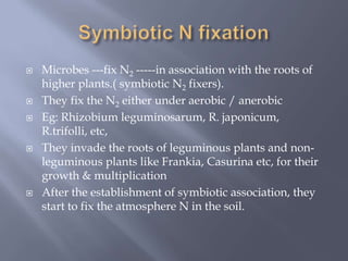  Microbes ---fix N2 -----in association with the roots of
higher plants.( symbiotic N2 fixers).
 They fix the N2 either under aerobic / anerobic
 Eg: Rhizobium leguminosarum, R. japonicum,
R.trifolli, etc,
 They invade the roots of leguminous plants and non-
leguminous plants like Frankia, Casurina etc, for their
growth & multiplication
 After the establishment of symbiotic association, they
start to fix the atmosphere N in the soil.
 