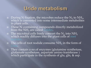  During N fixation, the microbes reduce the N2 to NH3,
which is converted into some intermediate metabolites
in plant cells.
 These N -containing compounds directly metabolized
from the NH3 are called Urides.
 The microbial cells freely convert the N2 into NH3
which readily diffuses into the plant cells of root
nodules.
 The cells of root nodule consume NH3 in the form of
Urea.
 They contain a no.of enzymes (glutamine synthetase,
glutamate synthetase, aspartate amino transferase )
which participate in the synthesis of glu, gln, & asp.
 