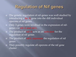  The genetic regulation of nif-genes was well studied by
introducing a lac A gene into the diff individual
operons of nif genes
 Only 2 genes were involved in the expression of nif-
genes viz nif-A and nif-L
 The product of nif-A acts as an activator for the
regulation of nif genes
 The product of nif-L represses the regulation of nif
genes
 They possibly regulate all operons of the nif gene
cluster
 