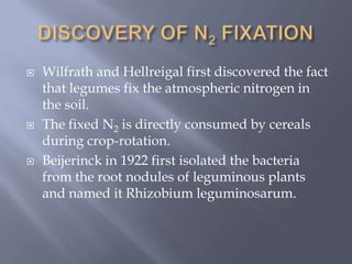  Wilfrath and Hellreigal first discovered the fact
that legumes fix the atmospheric nitrogen in
the soil.
 The fixed N2 is directly consumed by cereals
during crop-rotation.
 Beijerinck in 1922 first isolated the bacteria
from the root nodules of leguminous plants
and named it Rhizobium leguminosarum.
 