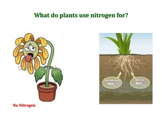 nitrogen cycle nitrogen cycle