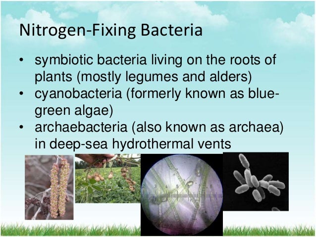 the key role of oxygen and its compounds in important processes of life and industry The large amount of oxygen on earth is supported by the oxygen cycle which involves the movement of oxygen between the air, living things and the earth’s crust photosynthesis (a process that converts carbon dioxide into organic compounds using sunlight) plays a major role in this cycle. the key role of oxygen and its compounds in important processes of life and industry The large amount of oxygen on earth is supported by the oxygen cycle which involves the movement of oxygen between the air, living things and the earth’s crust photosynthesis (a process that converts carbon dioxide into organic compounds using sunlight) plays a major role in this cycle.